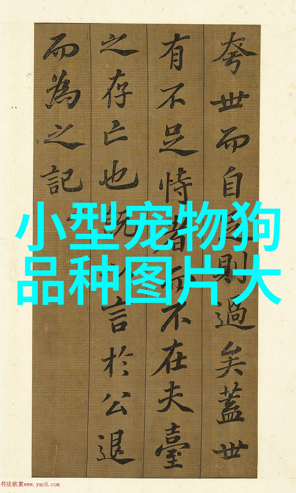 狗耳螨怎么治用什么药对付狗耳螨的治疗原则