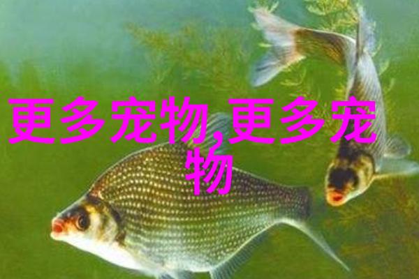 孔雀鱼爆缸了是直接扔掉吗