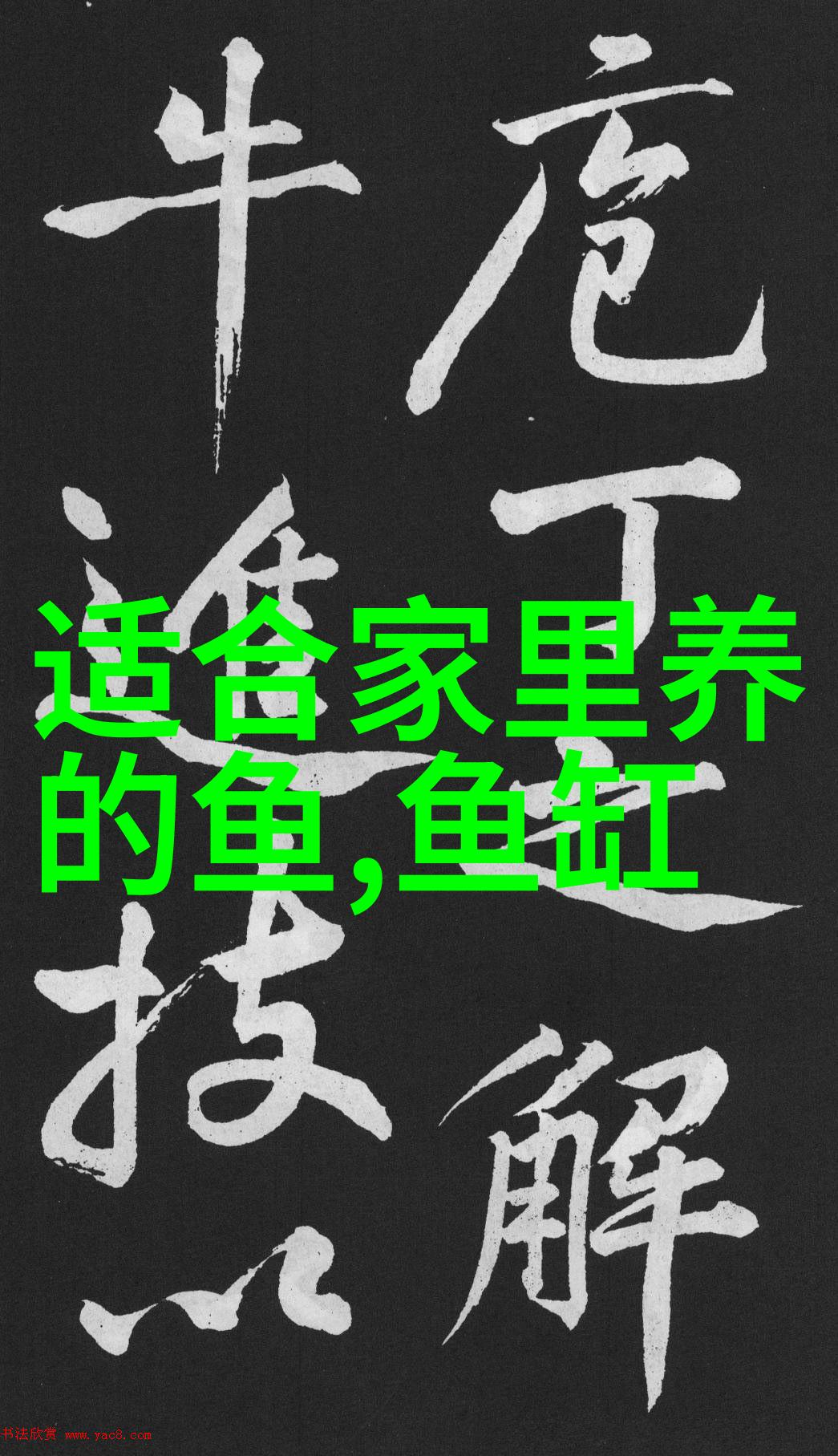 锦鲤鱼品种介绍 有100多品种且大概分为13类