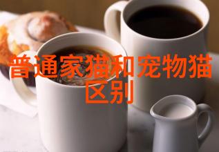 虎斑猫日常护理要注意什么虎斑猫洗澡和日常清洁方法